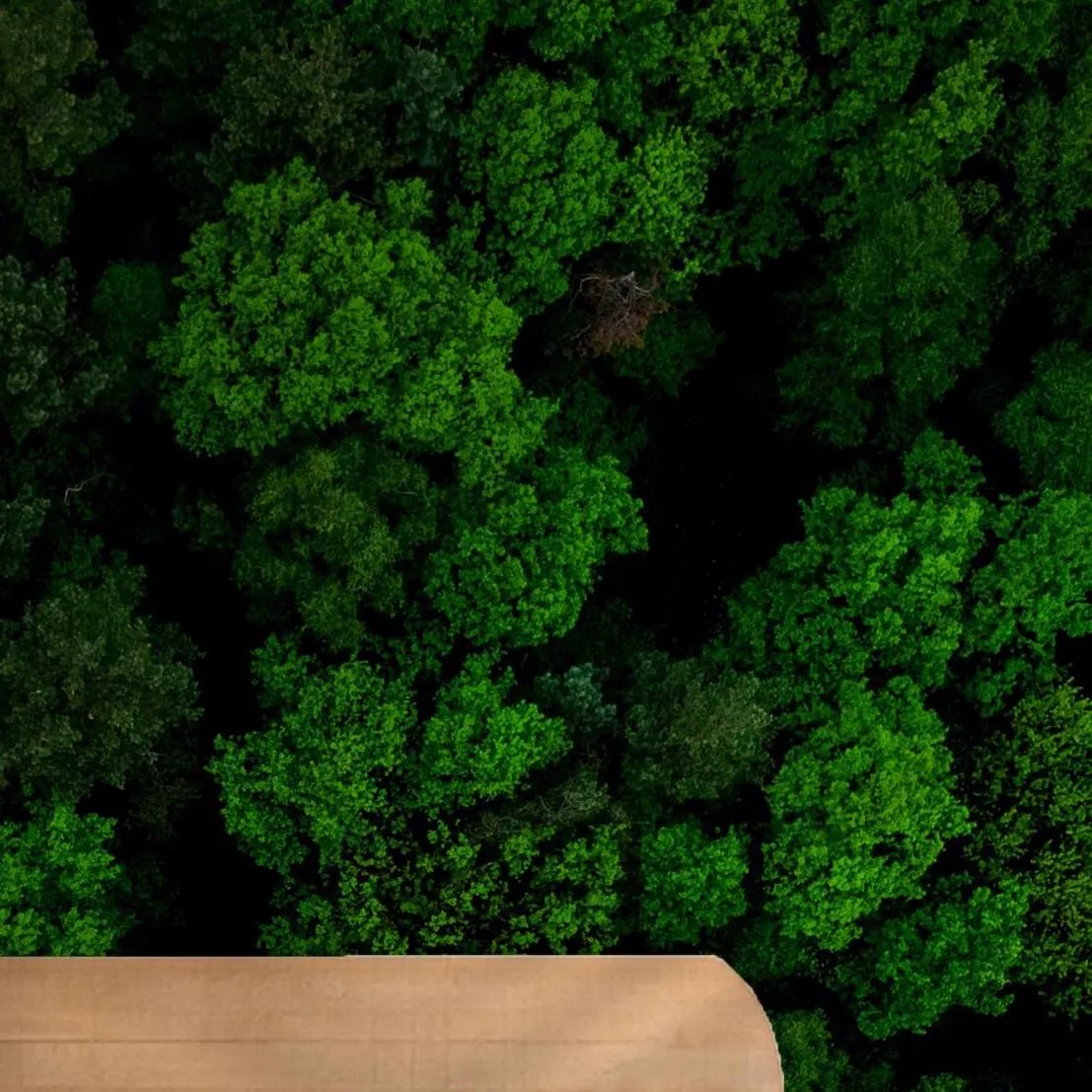 Green Forest Wallpaper - Peel and Stick Wall Mural - Lush Aerial View Canopy Greenery Nature BV272